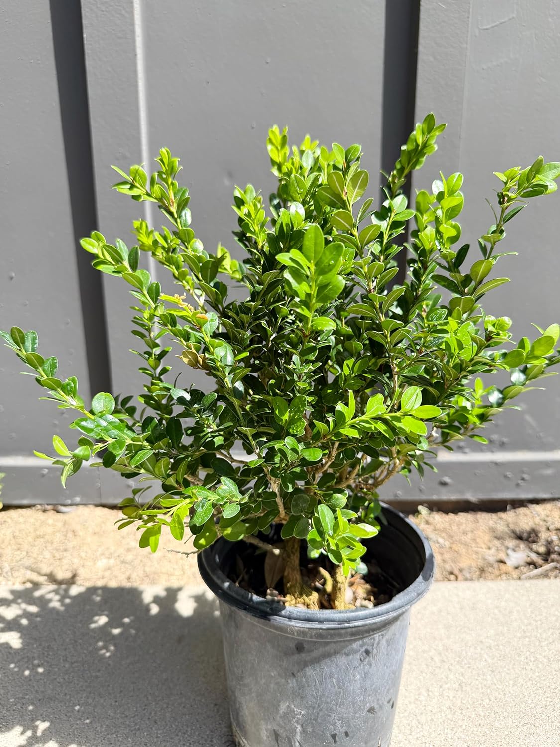 My Shelfie – Green Beauty Boxwood (Buxus microphylla ‘Green Beauty’), 1-Gallon Live Evergreen Shrub for Hedges, Borders, Topiary, and Outdoor Landscape Décor (3)