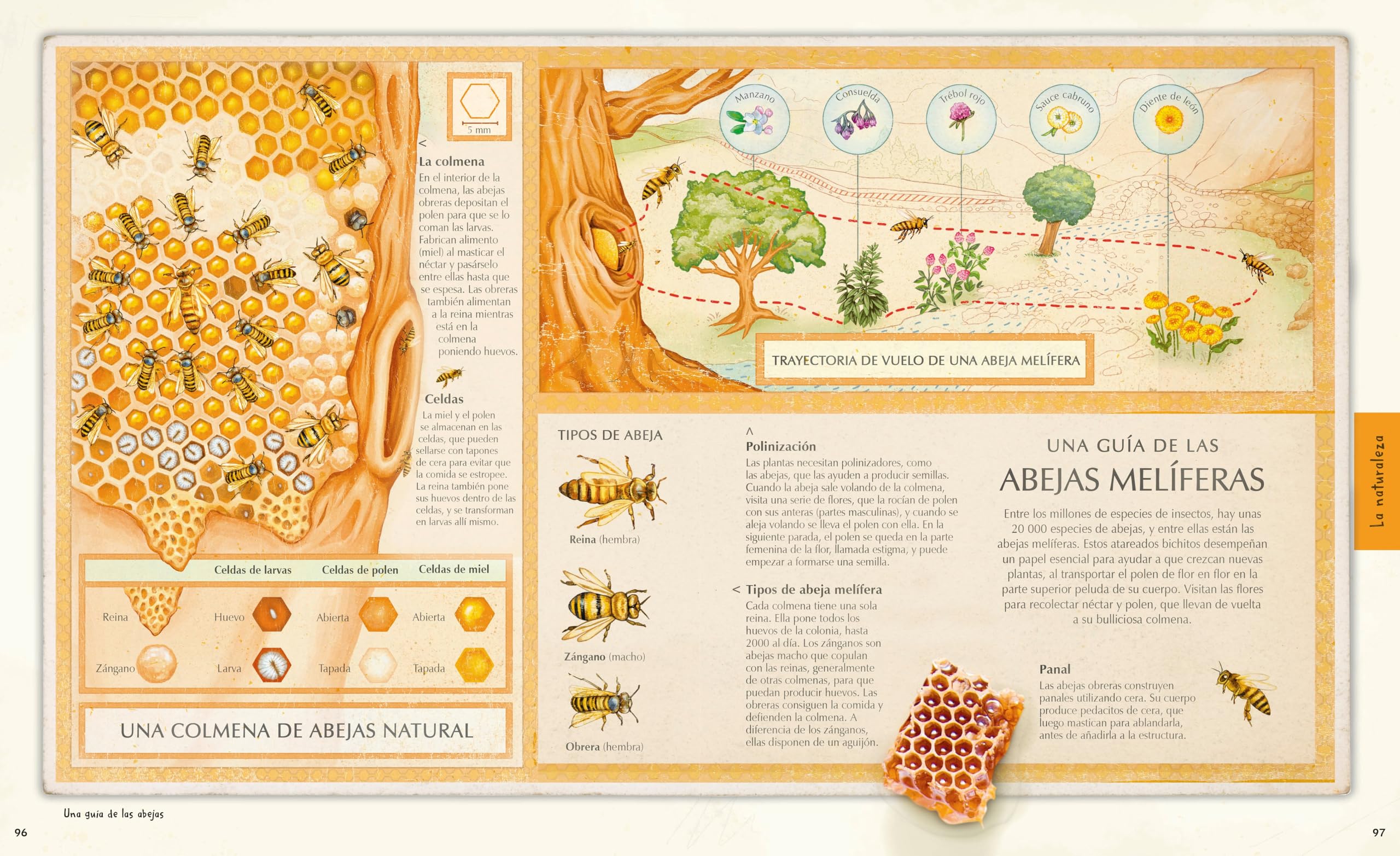 ¡Explora!: Descubre un mundo de conocimiento con cientos de mapas y diagramas (Enciclopedia visual juvenil)