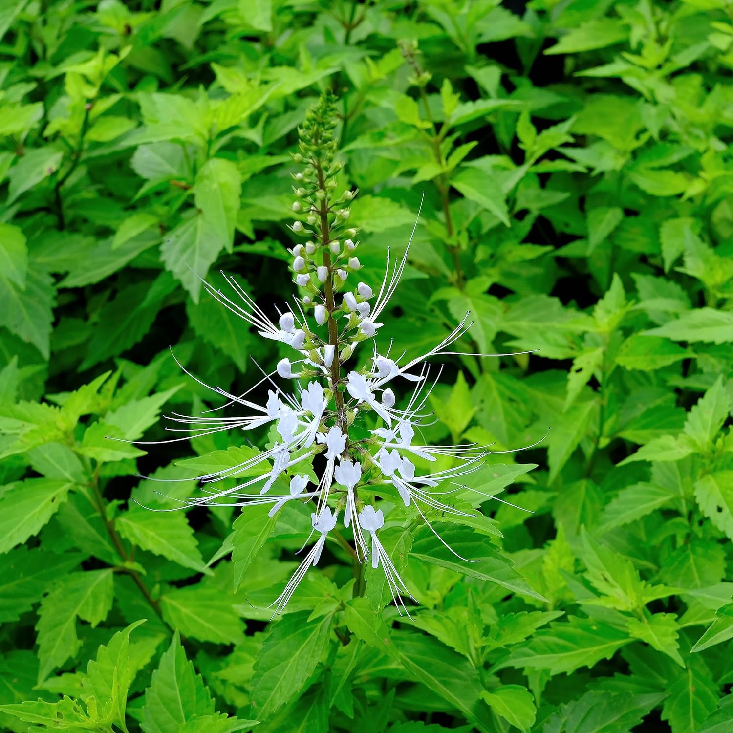 Té Java Salvaje 60-Bolsitas de té (Kumisukuchin, Orthosiphon Aristatus ...