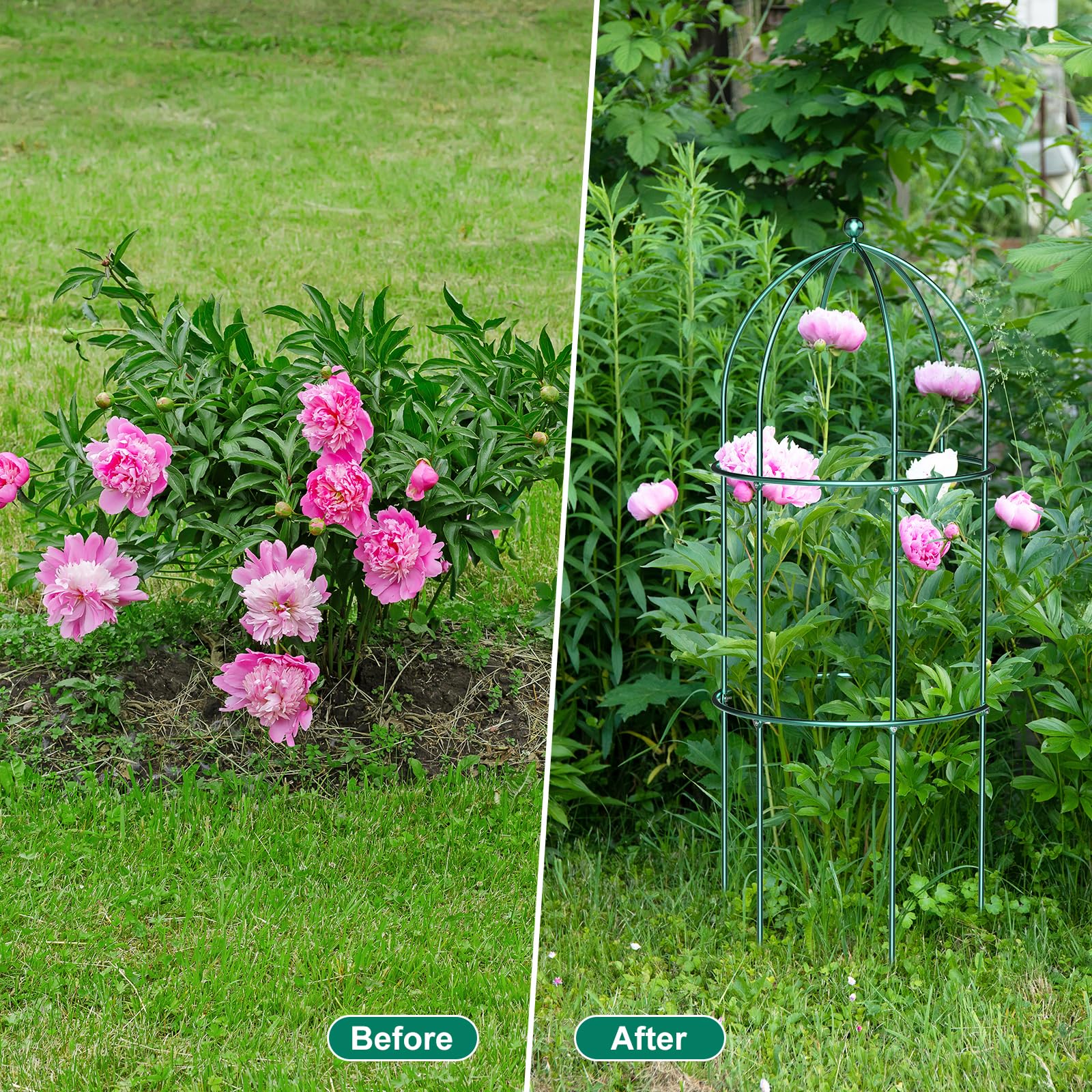 Amazon.com : DoCred 3 Pack Plant Support Cage Large Peony Cages