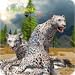Leopards of the Arctic