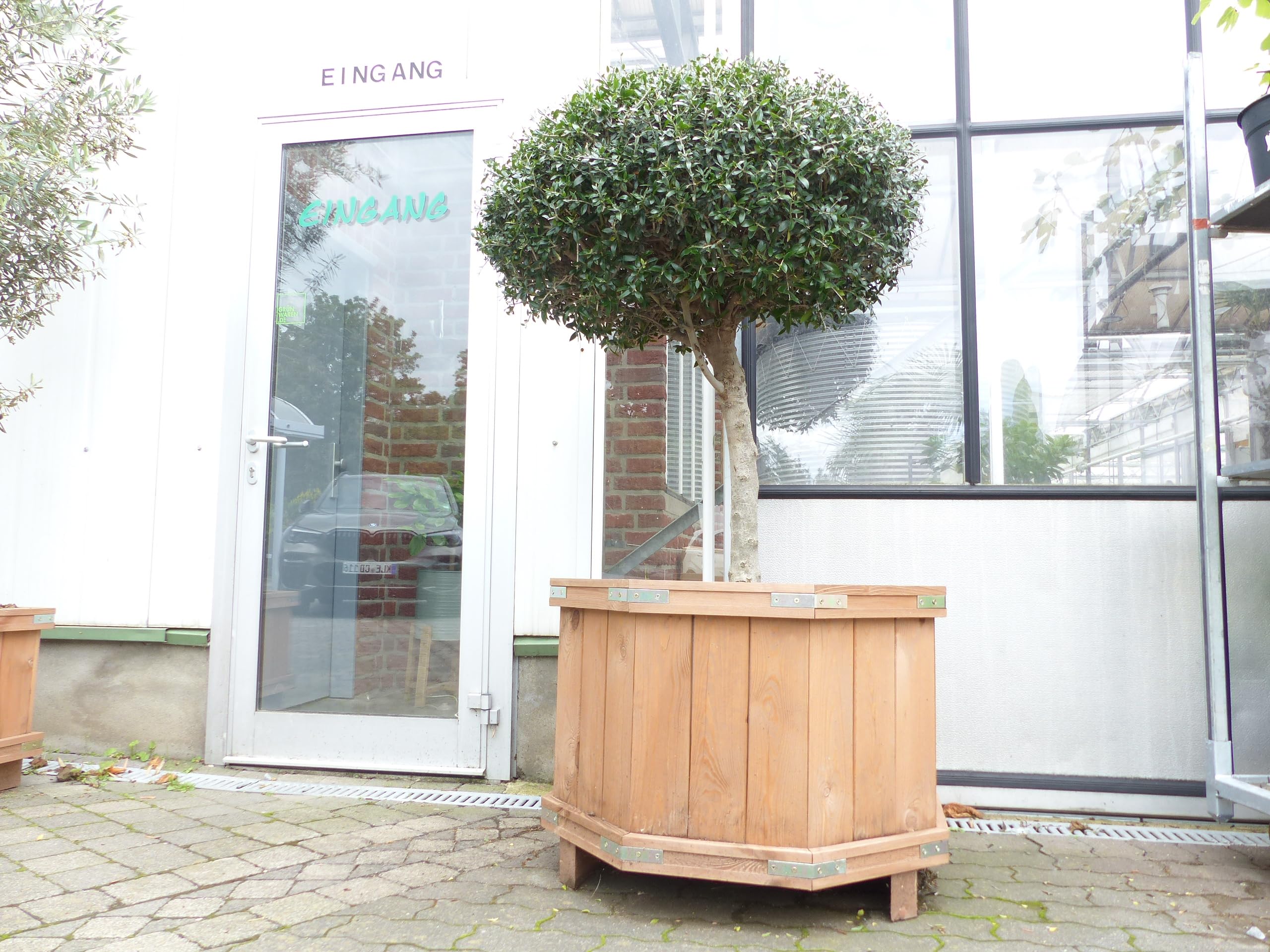 gruenwaren jakubik Olivenbaum 170cm im achteckigem Holzkbel Bonsai  Formgehlz, winterhart : Amazon.de: Garten
