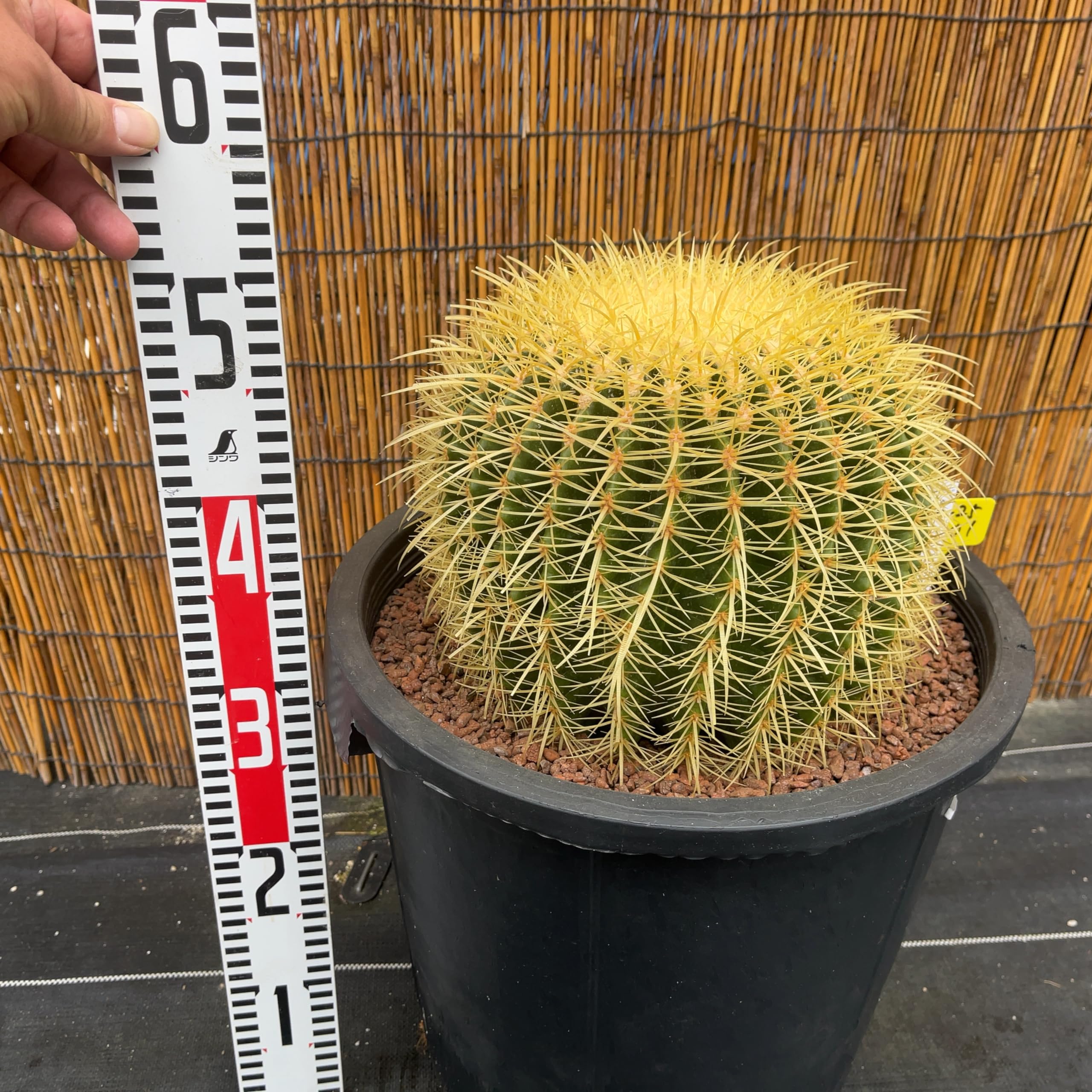 Amazon｜【鉢ごと発送】サボテンの王様！金色サボテン/金鯱 