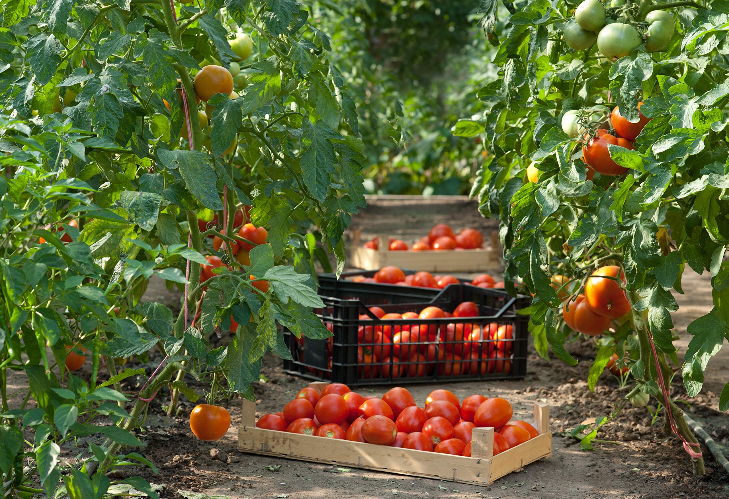 Azienda Agricola Prunotto Mariangela Passata di Pomodoro Biologica - 690 gr, Confezione da 6 bottiglie