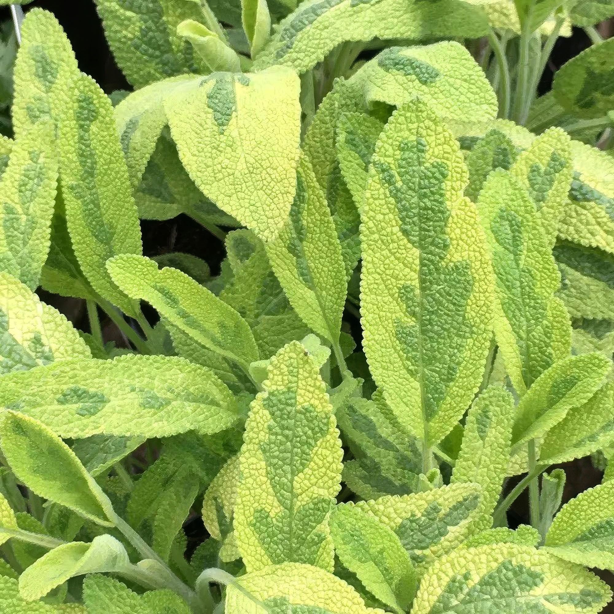 Set of 3 Plant Theory 9cm Pot Salvia Officinalis Icterina Sage Herb Plant