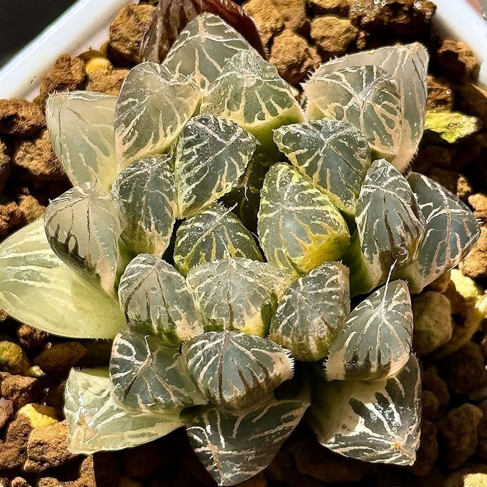 Amazon｜多肉植物 観葉植物 ハオルチア ハオルシア 臙脂オブツーサ錦