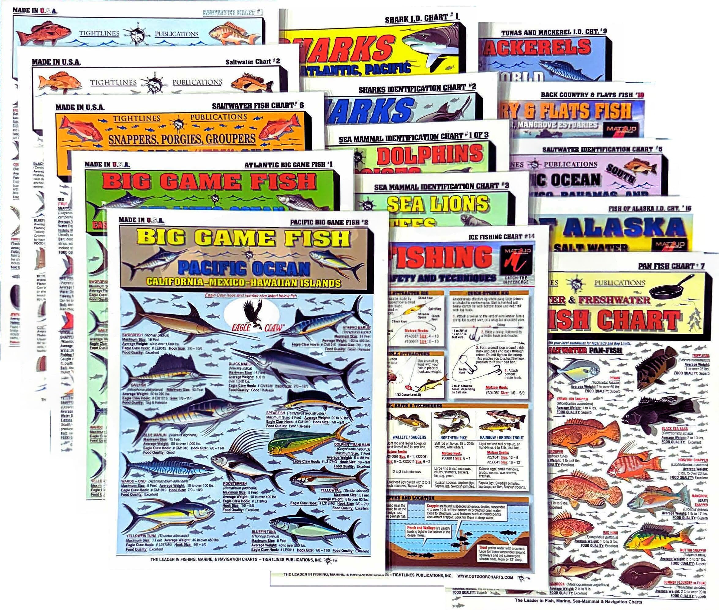 Guide poisson eau salée pour vos sorties de pêche en mer - 7