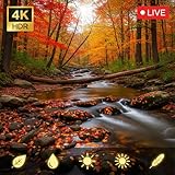 HibaBaraada - Fire TV & tablet