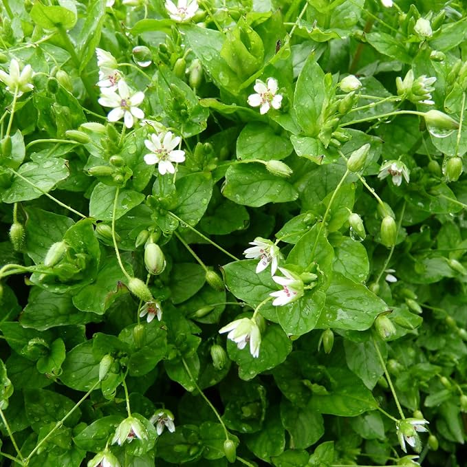 amazon-frozen-seed-capsules-chickweed-stellaria-media-grow