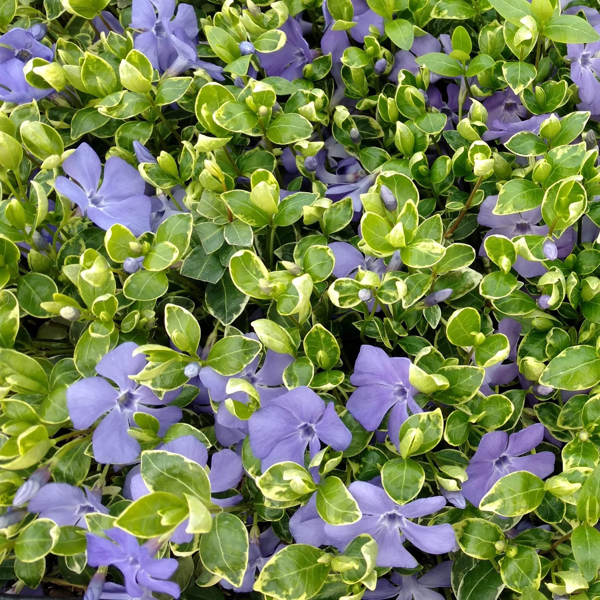 Vinca minor Ralph Shugert - Arbusto de Jardín con Flor Listo para Plantar - Planta Trepadora en Maceta – Ideal para Parterres, Borduras y más