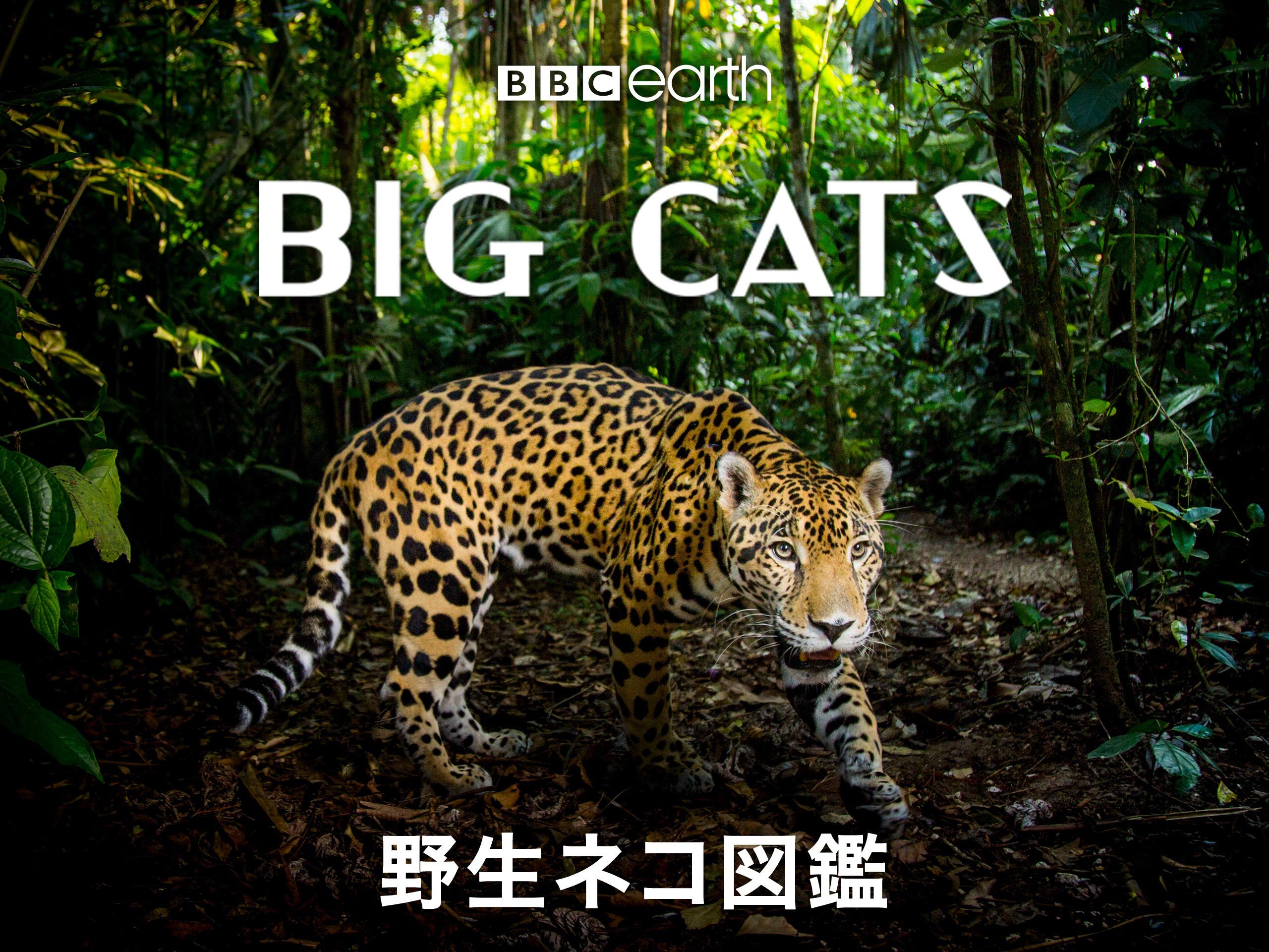 Amazon Co Jp 野生ネコ図鑑 字幕版 を観る Prime Video