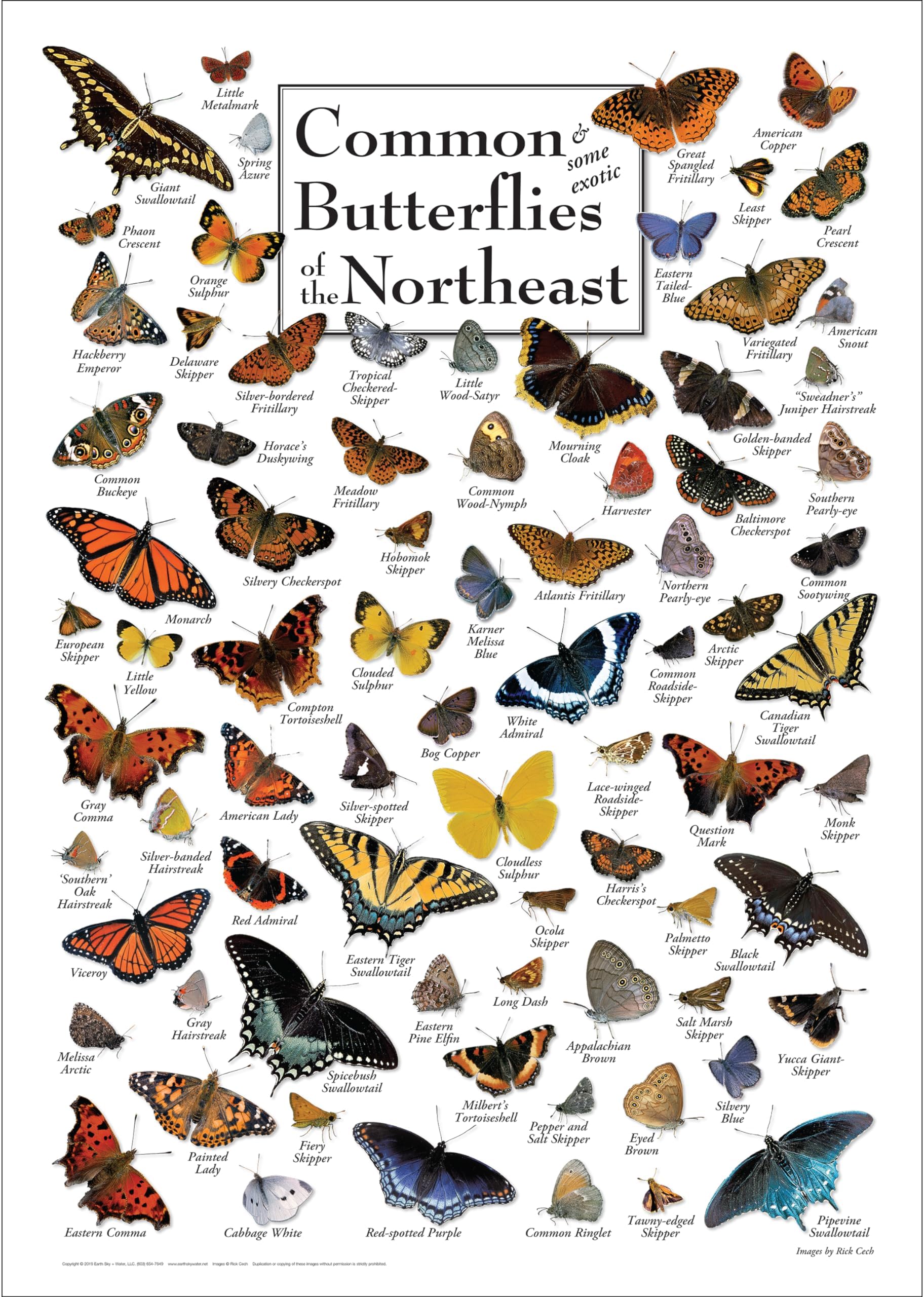 Common Butterflies of New England Poster