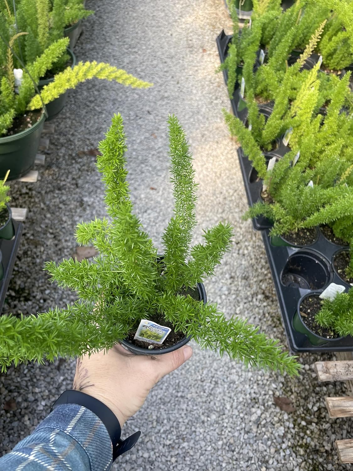 2 Foxtail Fern (Asparagus densiflorus 'Meyersii') Plants in 4" Round Pots