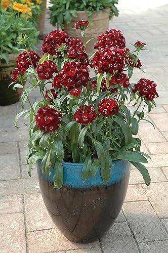 Miniatura 2 de Burpee Sweet Black Cherry Dianthus Seeds 25 semillas