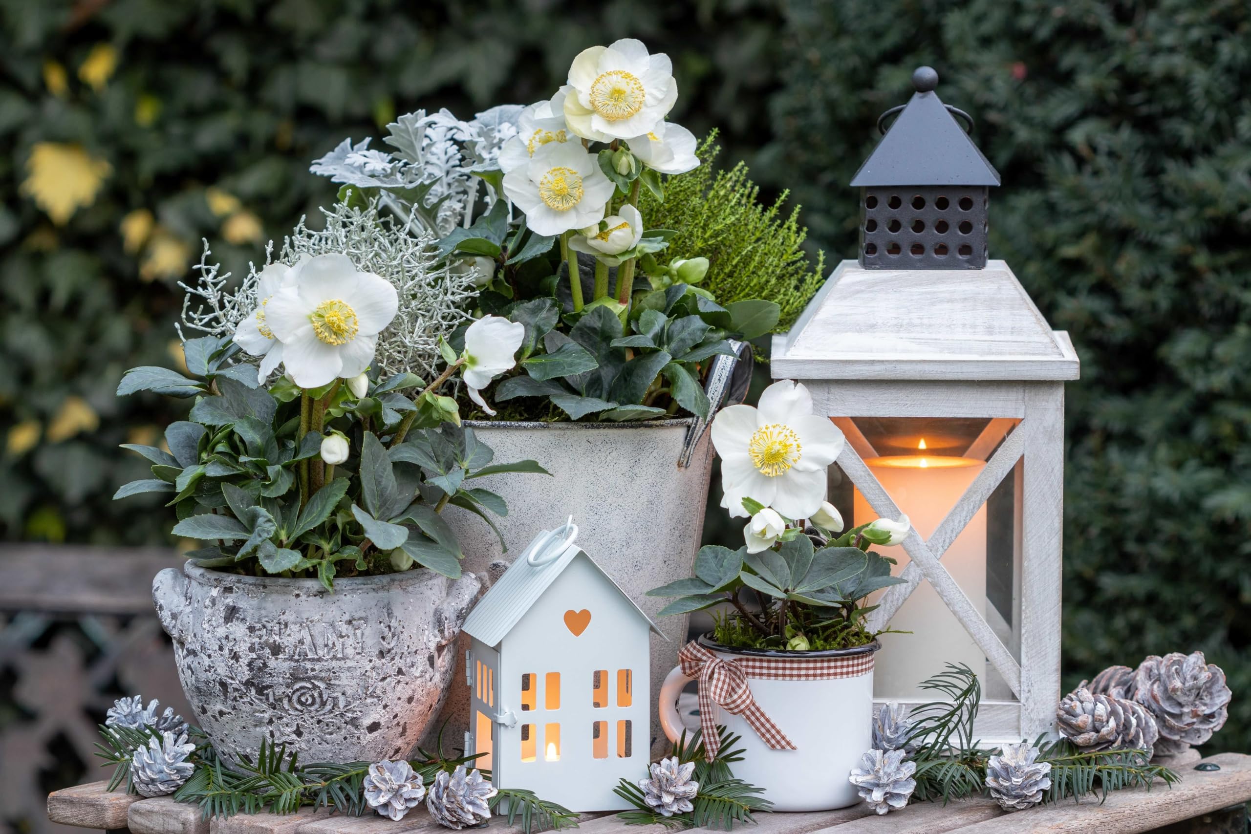 Stauden Gänge 10 x Helleborus niger Advent Star Christrose/Schneerose Weiß