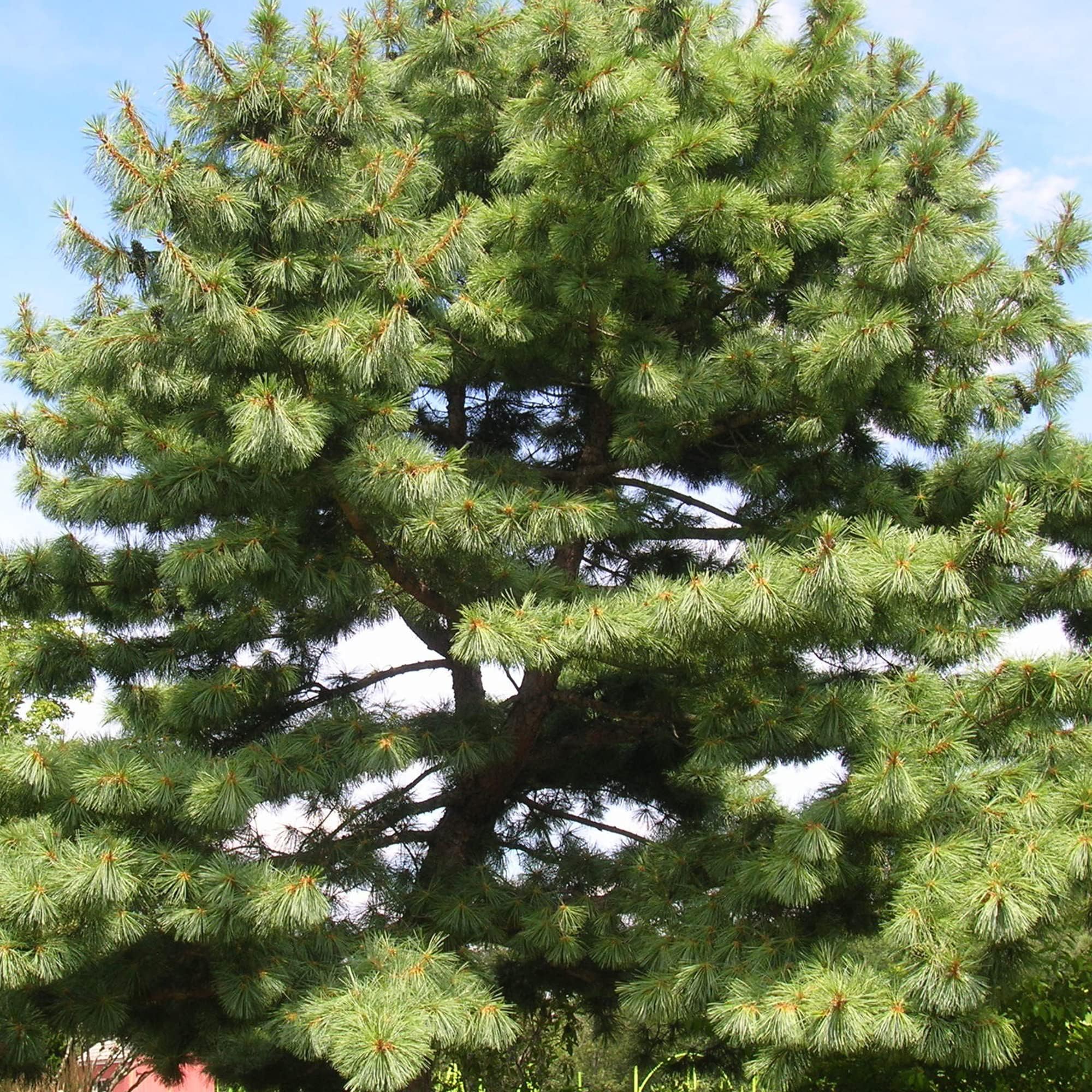 Eastern White Pine Seeds Pinus Strobus Fast Growing Evergreen Decoration Windbreak Shade Tree Specimen Outdoor 20Pcs Tree Seeds by YEGAOL Garden