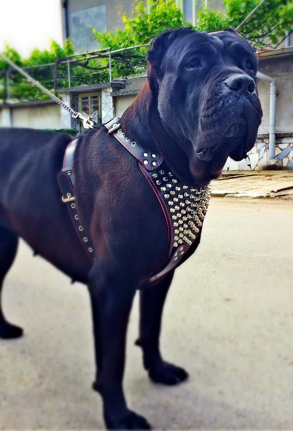 Bestia "Gladiator Genuine Leather Dog Harness, Large Breeds, Cane Corso, Rottweiler, Boxer, Presa, Bullmastiff, Dogo, 100% Leather, Spiked & Studded. Hand Made