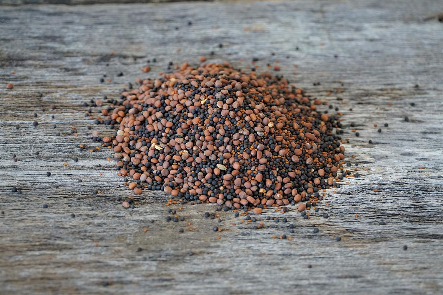 Hale Habitat & Seed Brassica Blend Food Plot Mix, 1/2 Acre, Highly Attractive Fall Food Plot