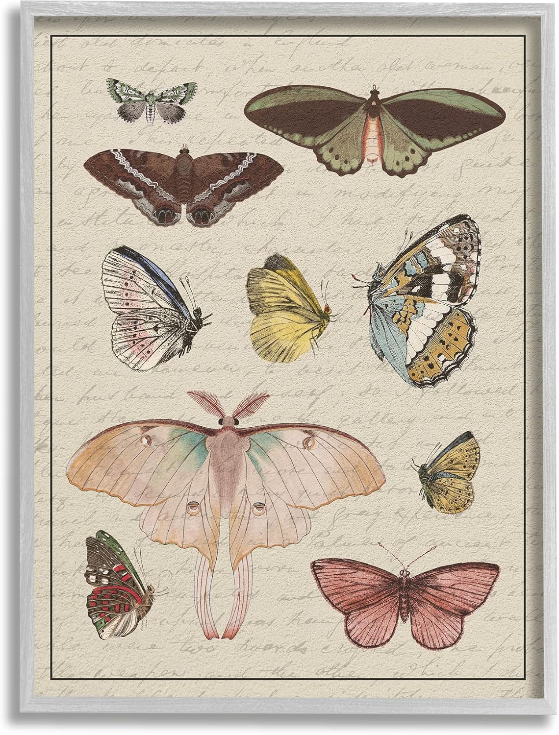 Stupell Industries Vintage Moth and Butterfly Wing Study Over Script, Designed by Daphne Polselli Gray Framed Wall Art, 24 x 30, Multi-Color