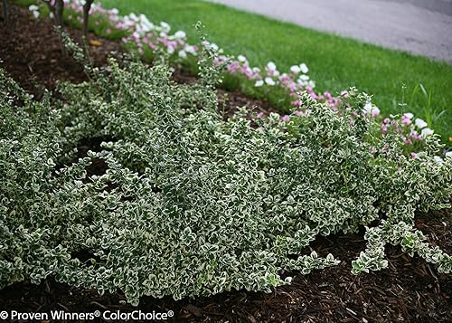 Miniatura 6 de Álbum blanco Wintercreeper (Euonymus) - Arbusto vivo, follaje verde y blanco