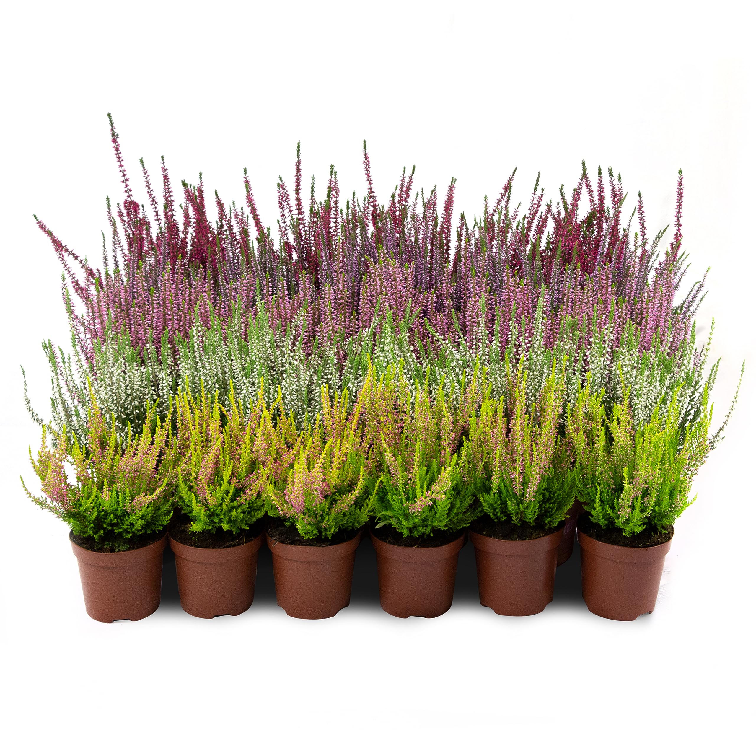 Erica Brugo Calluna Vulgaris Piante in vaso – Resistente – Miscela di colori (30 pezzi/5 colori)
