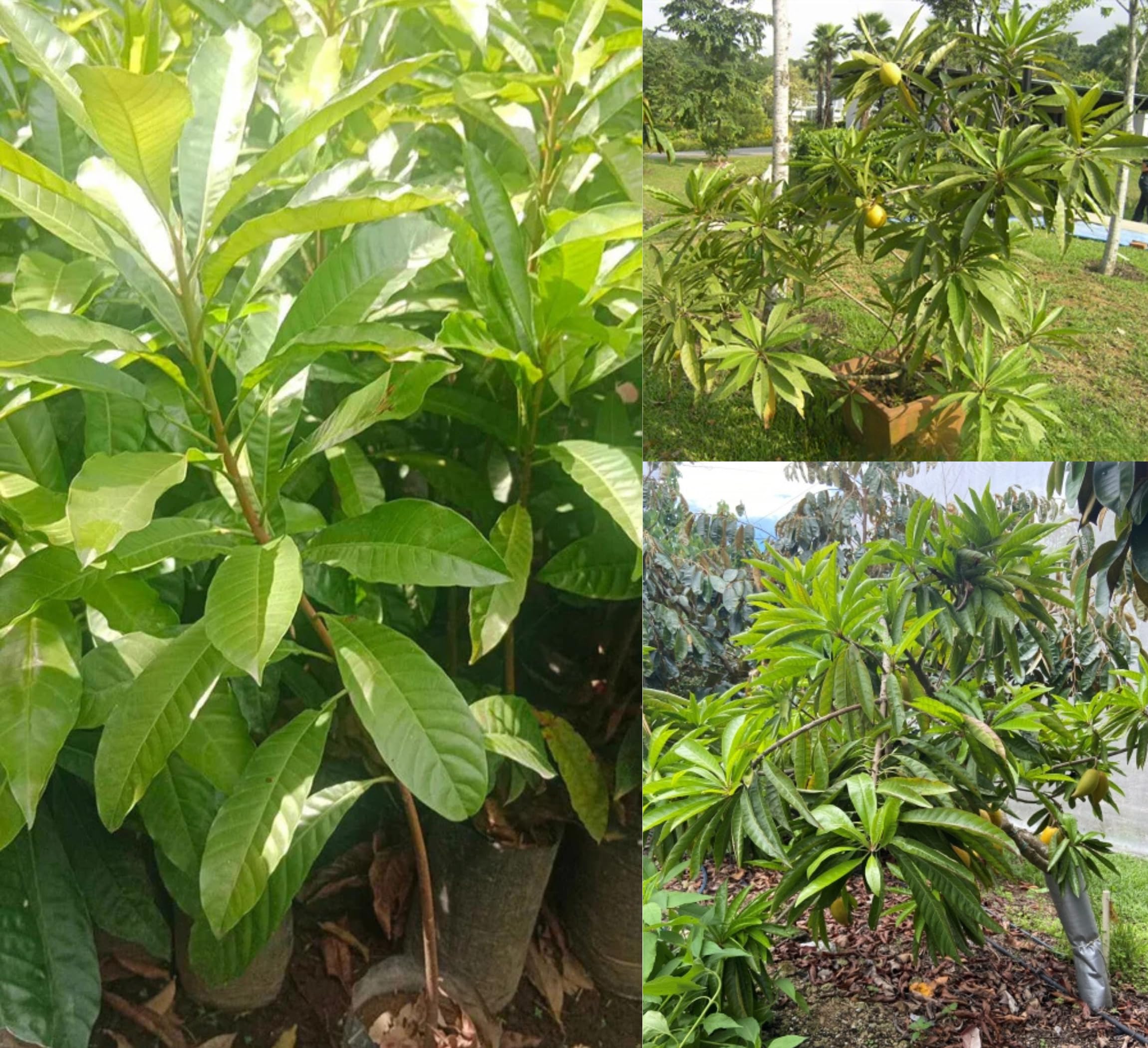 All Time Egg Fruit Plant - Live Grafted Tree -2