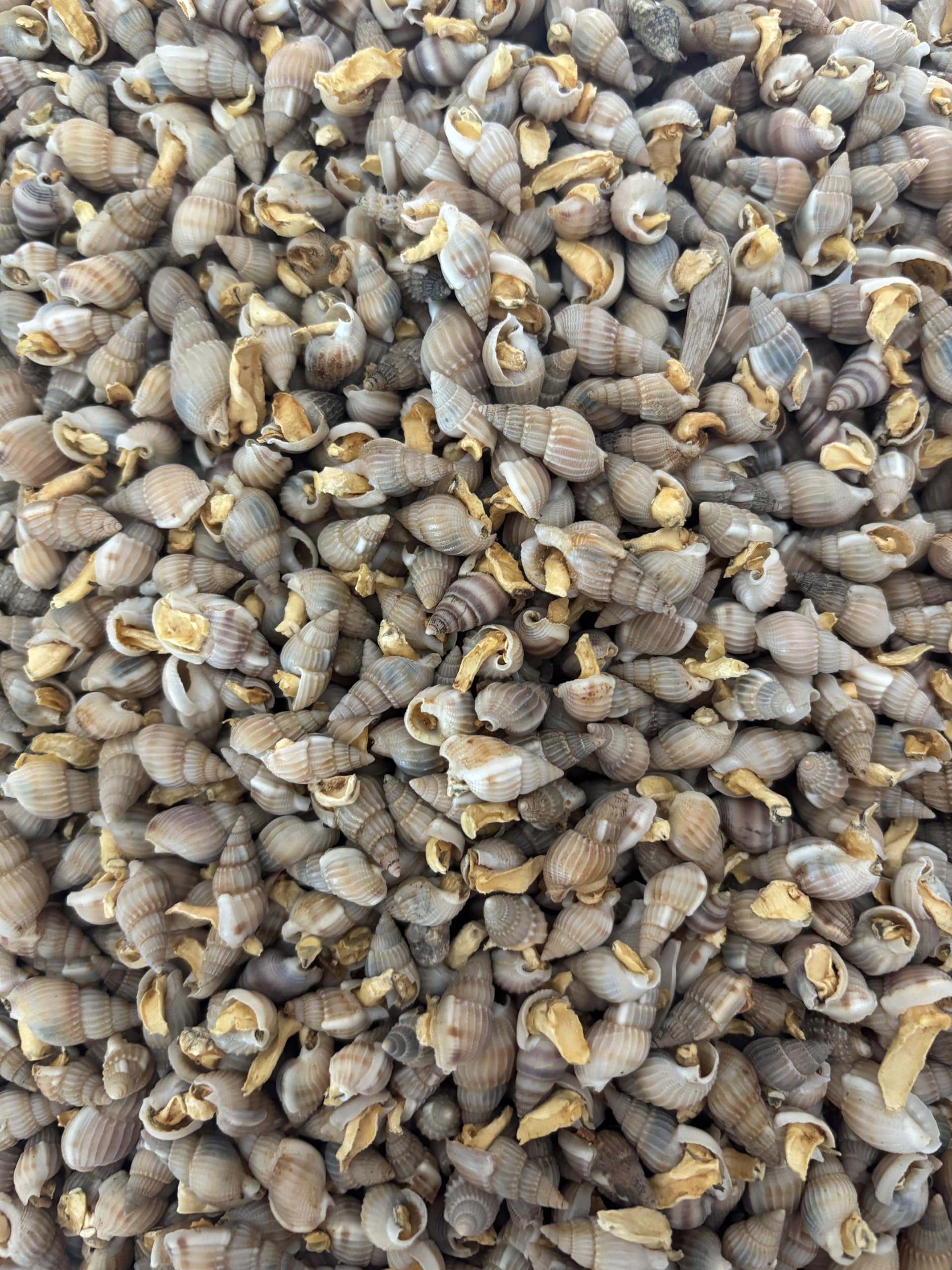 Futterschnecken getrocknet für Kugelfische Krebse Schildkröten Schlangen (1000 Gr)