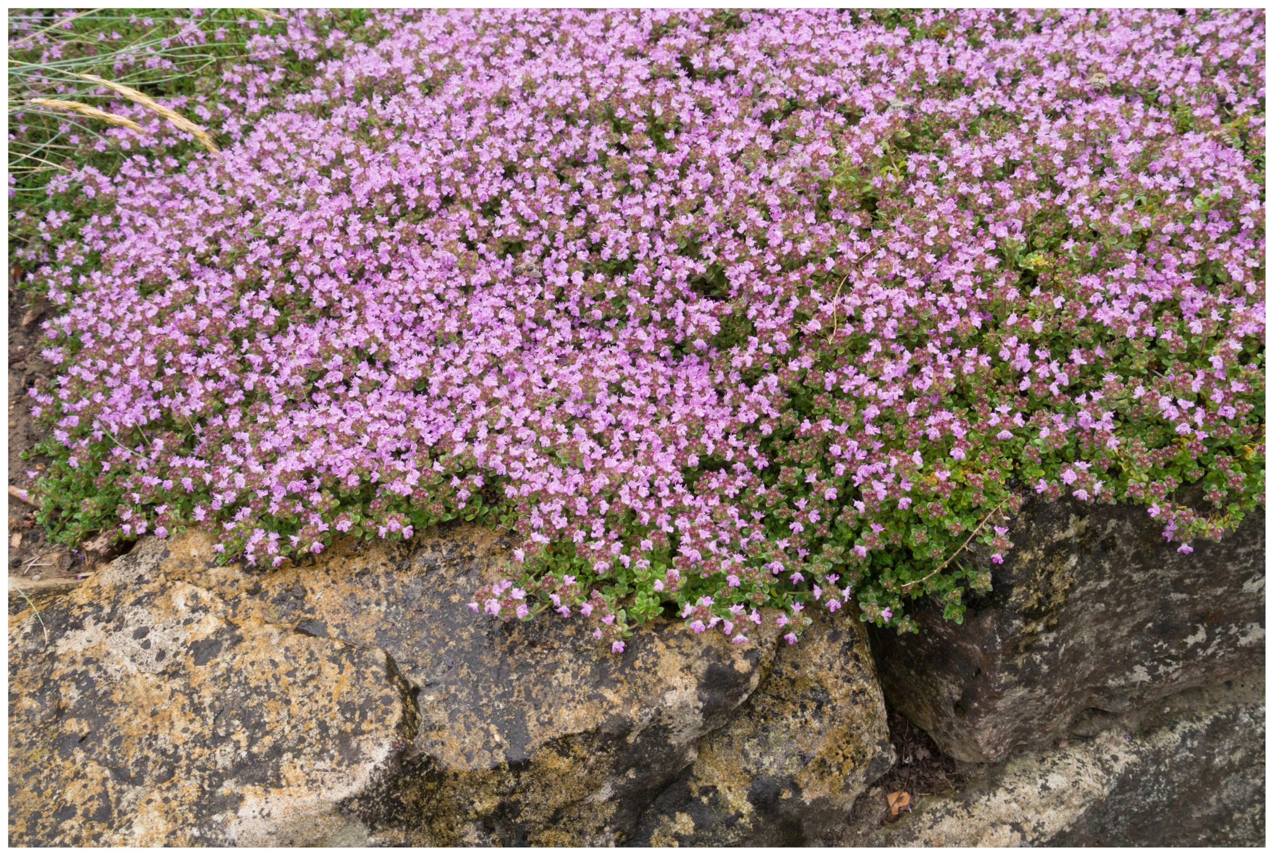 Stauden Gänge 10 x Thymus praecox 'Pseudolanuginosus' Wolliger Thymian