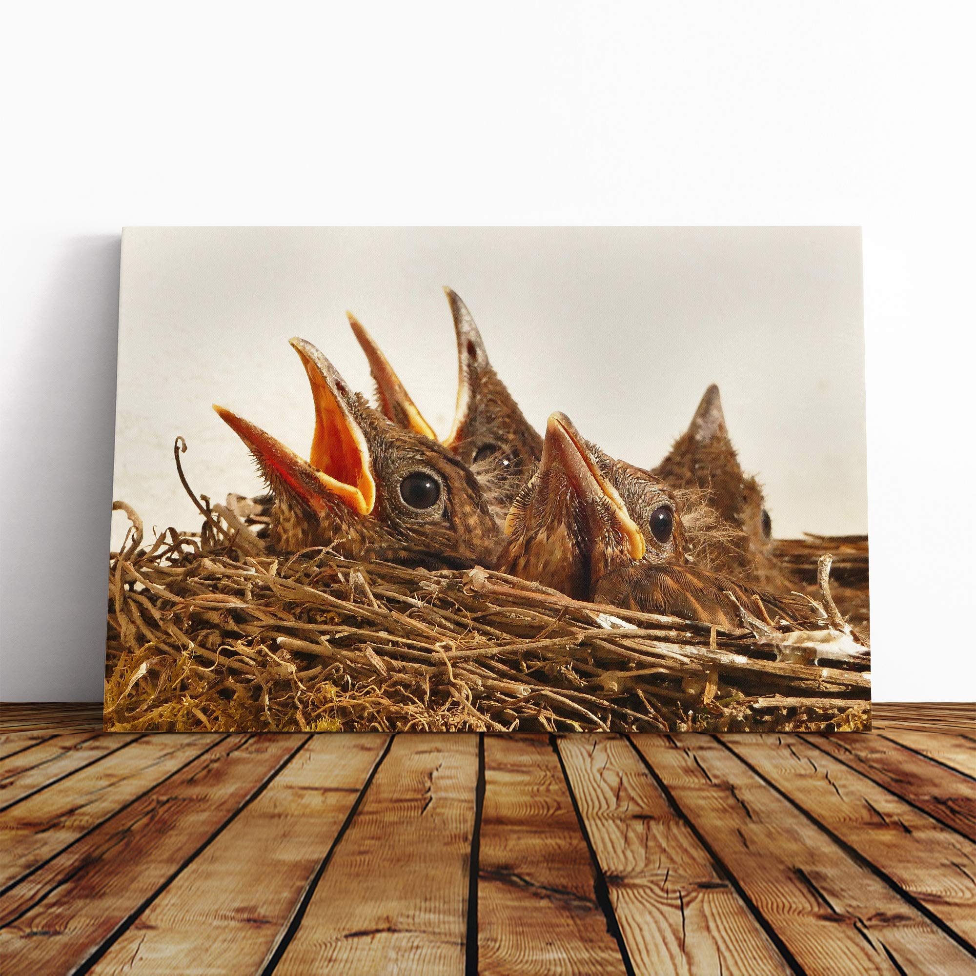 Baby Birds in The Nest (2) Canvas Print | Gallery Wrapped 30mm Frame Wall Art | 20x14 inches | Ready to Hang | Modern Bird Picture | Living Room Bedroom Lounge Office