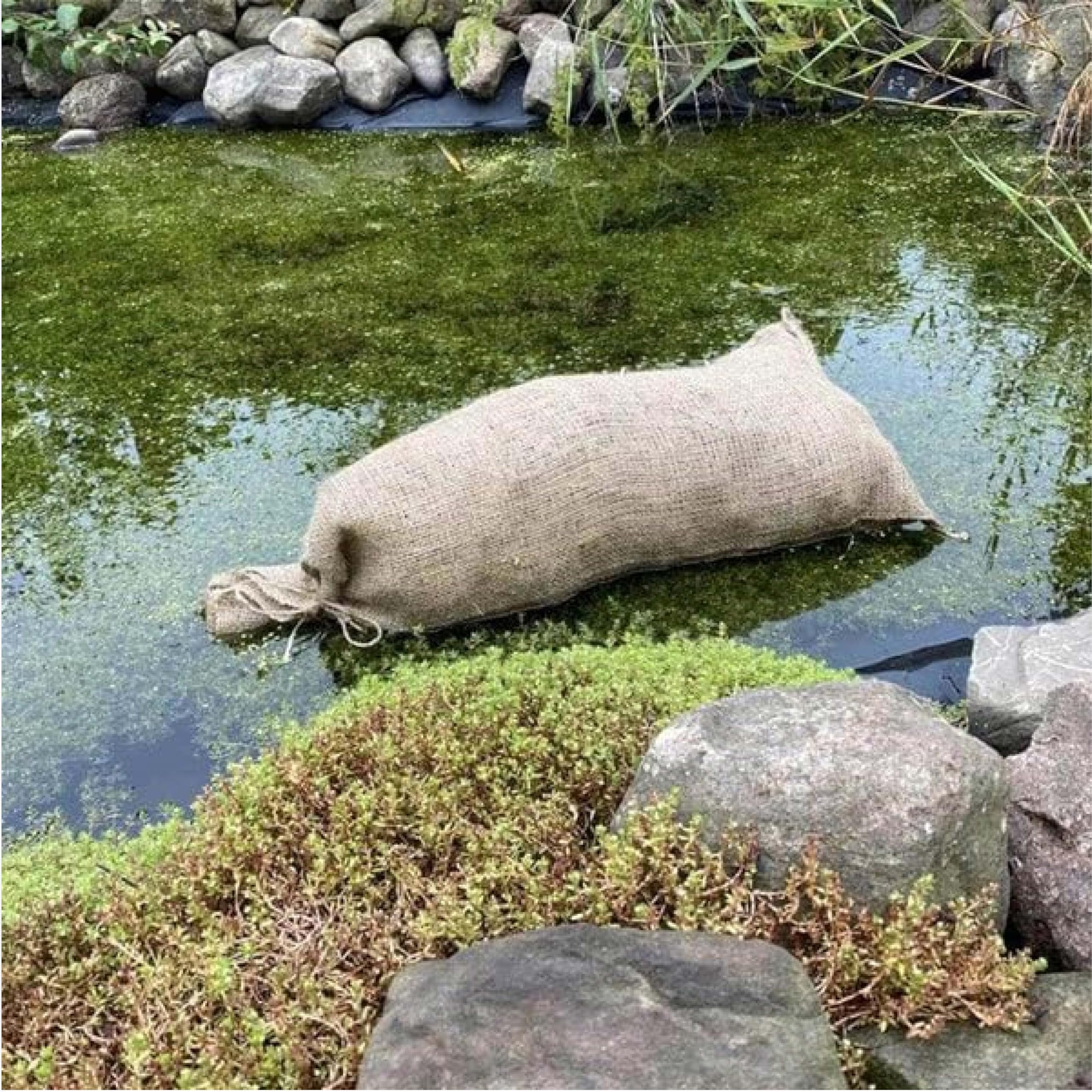 Wiggly Wigglers Barley Straw For Natural Algae Treatment In Ponds Direct From Farm Bale Blanket Duck Weed Treatments Control Clears Algae, Green Water, and Blanketweed (Large)