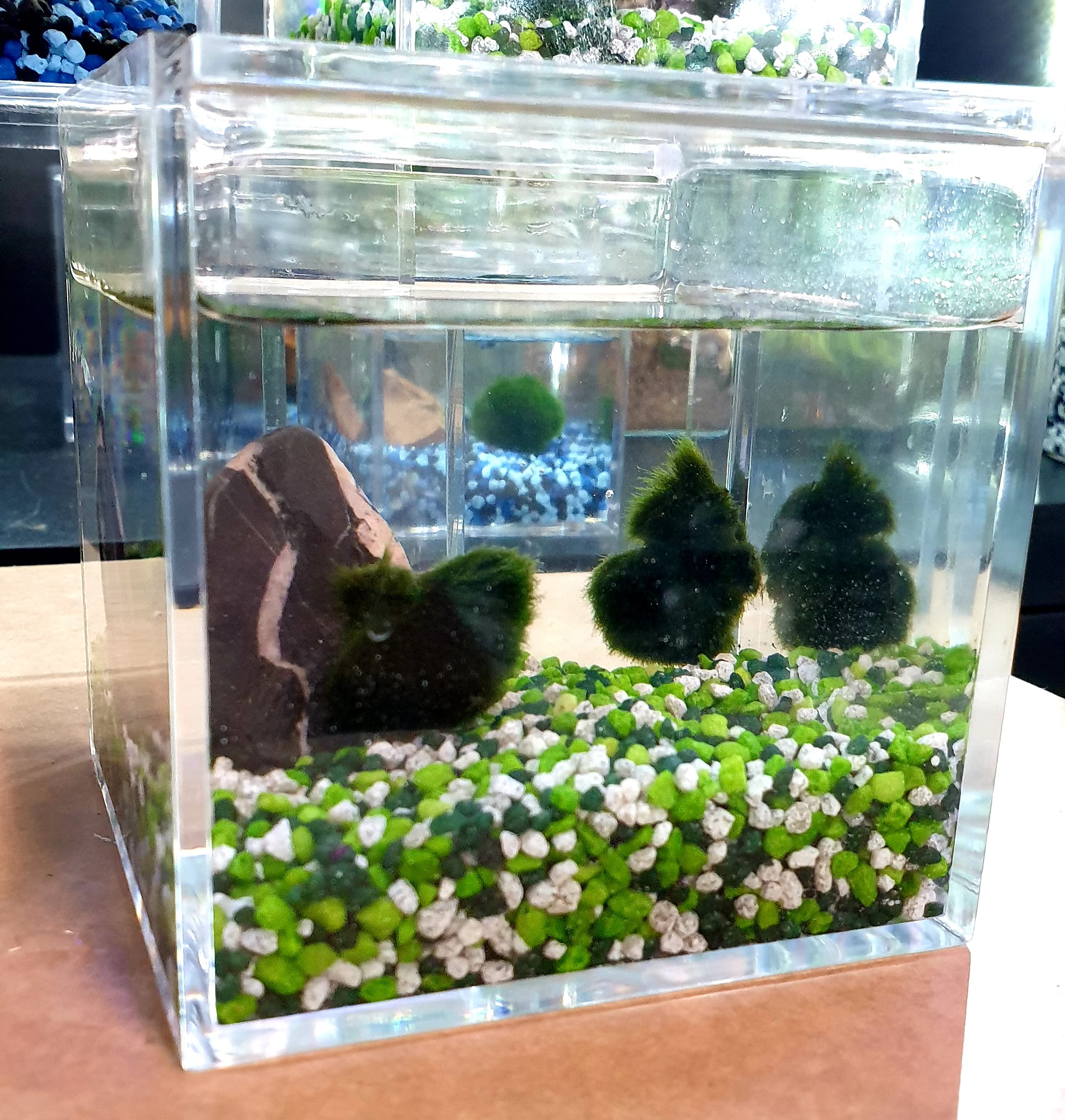 Coppia di Alga Marimo Chladophora Aegagropila in cubo di plexiglass 10x10cm con ghiaino decorativo e roccia