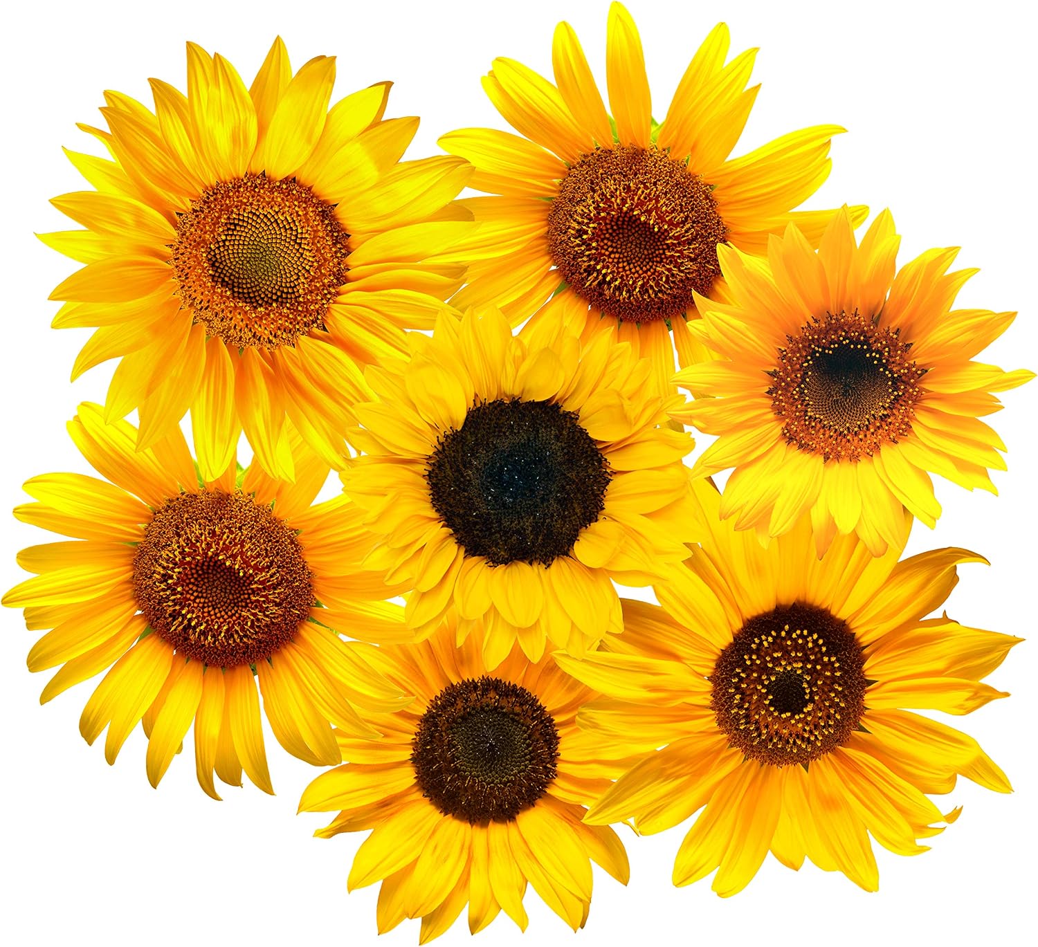 StikArt Removable Sunflowers Wall Decals Peel and Stick Waterproof Canvas (45 Flowers)