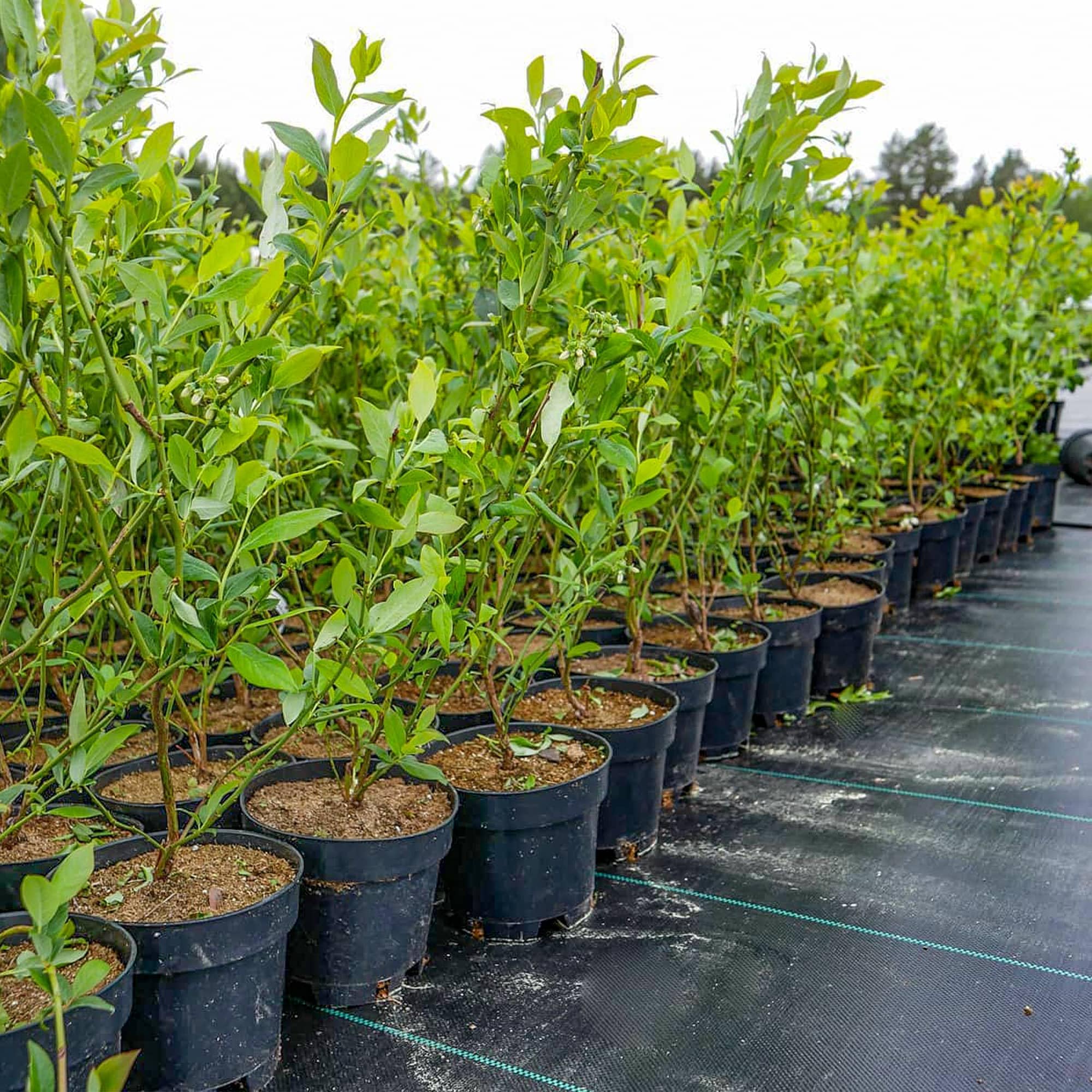 Topf-Heidelbeere Blaubeeren Pflanze Chandler 1 Pflanze, DIE GRÖSSTEN FRÜCHTE, Vaccinium corymbosum reichtragend Heidelbeere für Töpfe & Kübel, Heidelbeere für Balkon, Terrasse oder Garten, Winterhart