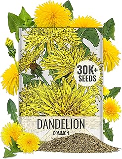 Seed Needs 30,000+ Common Dandelion Herb Seeds for Planting - Non-GMO, Heirloom & Untreated - Grow a Home Grown Herb & Vegetable Garden (Bulk) Great for Salads