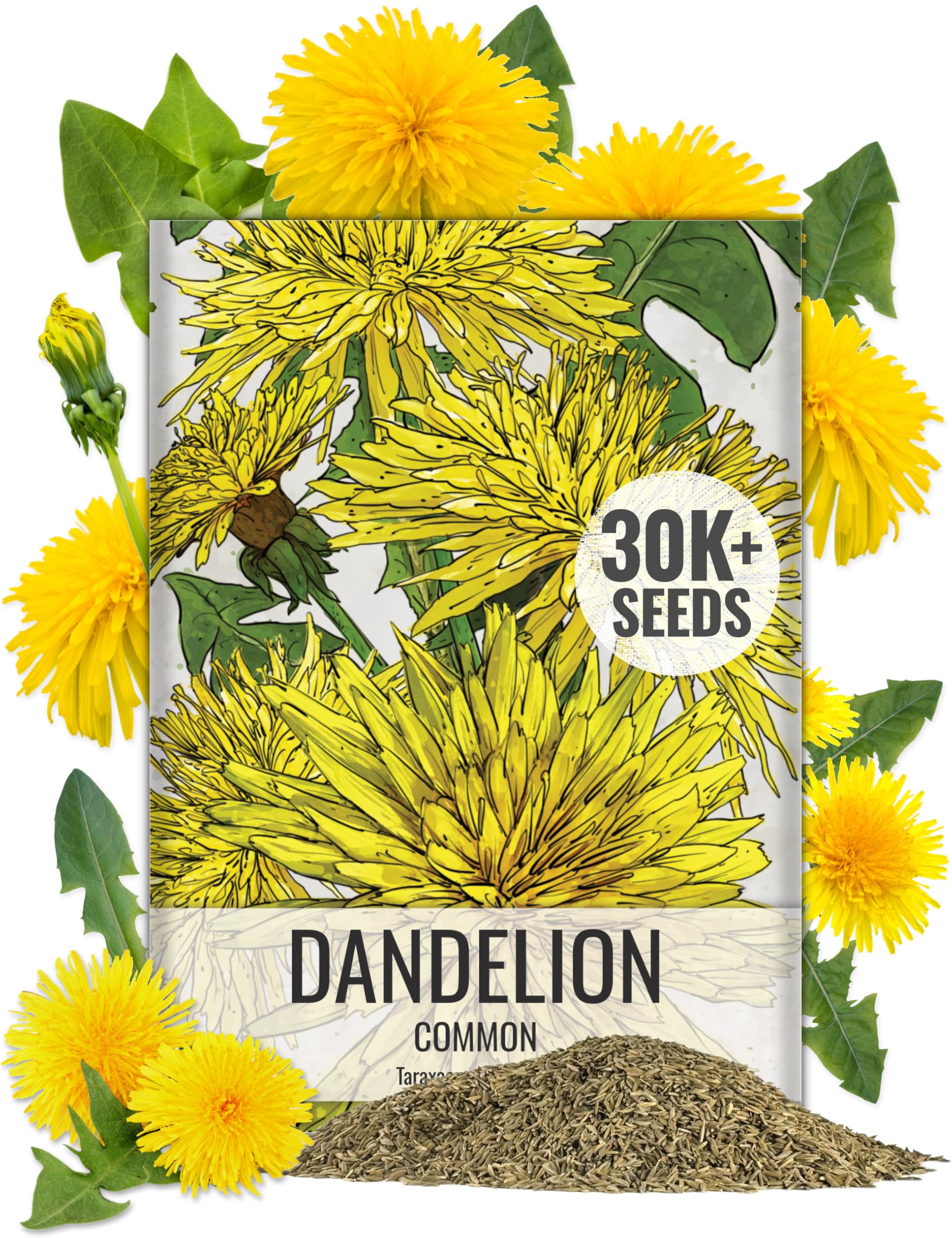 Seed Needs 30,000+ Common Dandelion Herb Seeds for Planting - Non-GMO, Heirloom & Untreated - Grow a Home Grown Herb & Vegetable Garden (Bulk) Great for Salads