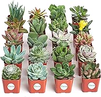 Shop Succulents Unique Succulent