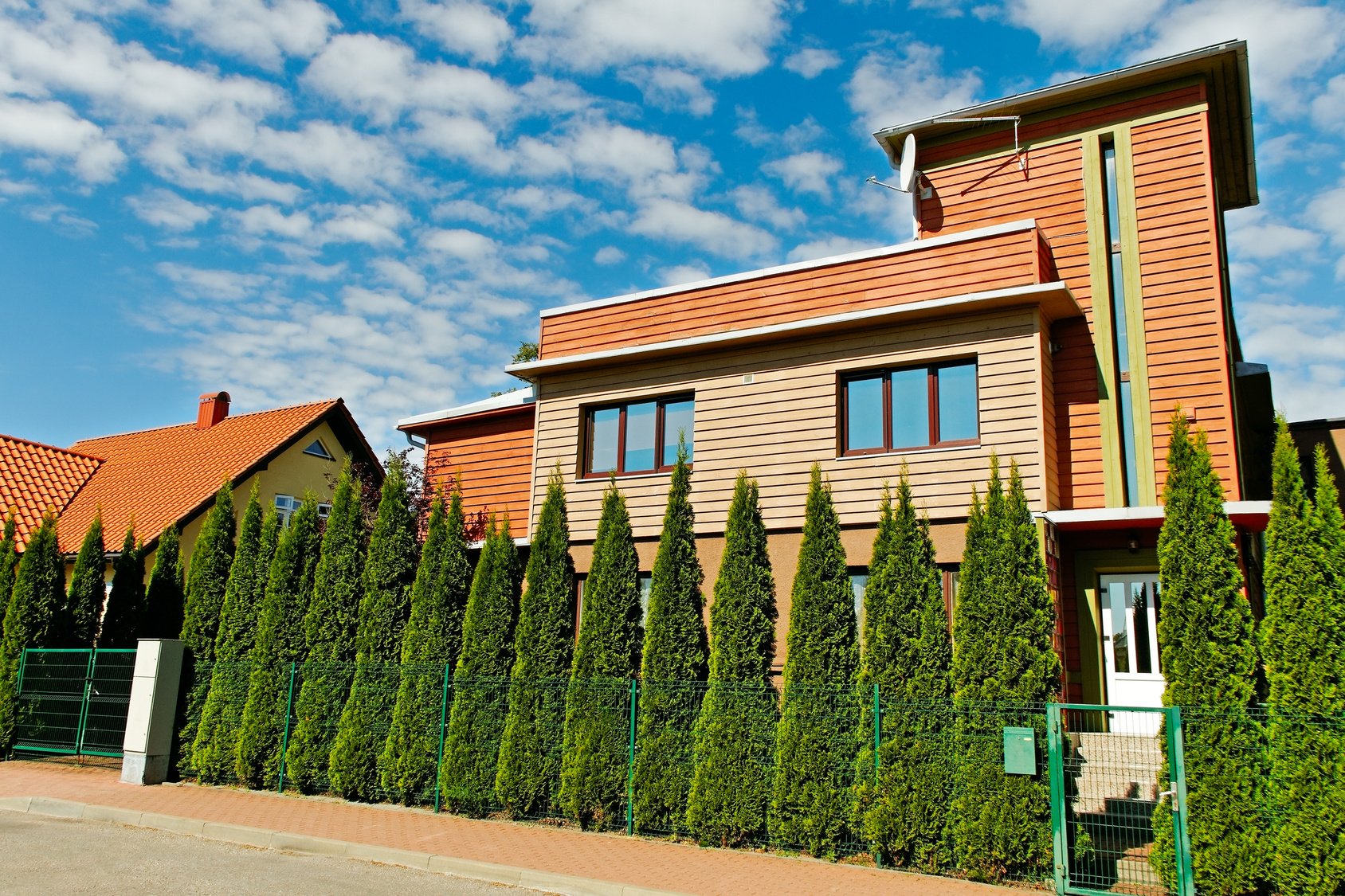 thuja occidentalis smaragd breite Thuja occidentalis 'Smaragd' Solitr