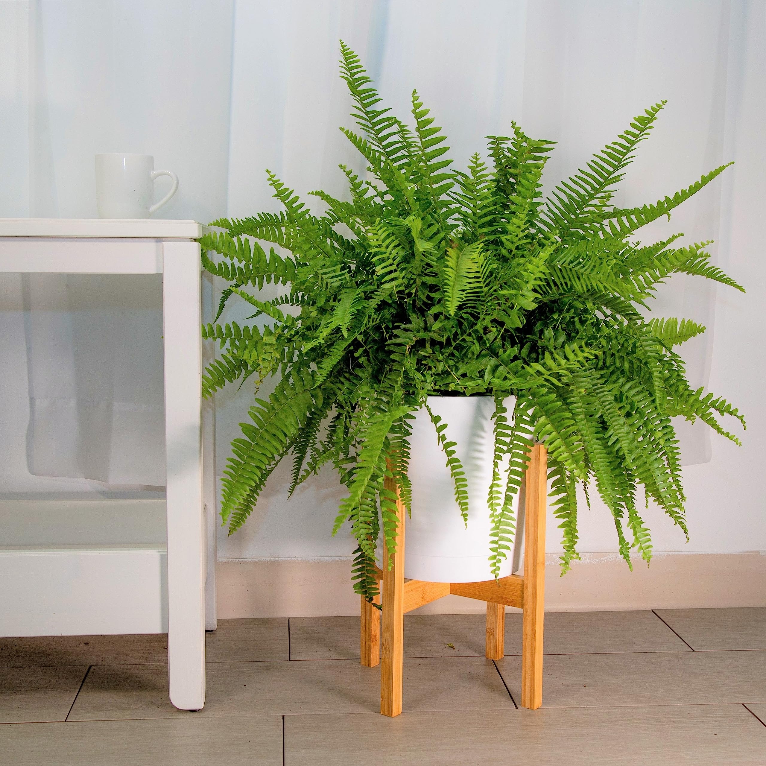 Andhagnai Boston Fern Show Peace Live Plant For Home Décor (B0C8CW6JK6) Amazon Price History, Amazon Price Tracker