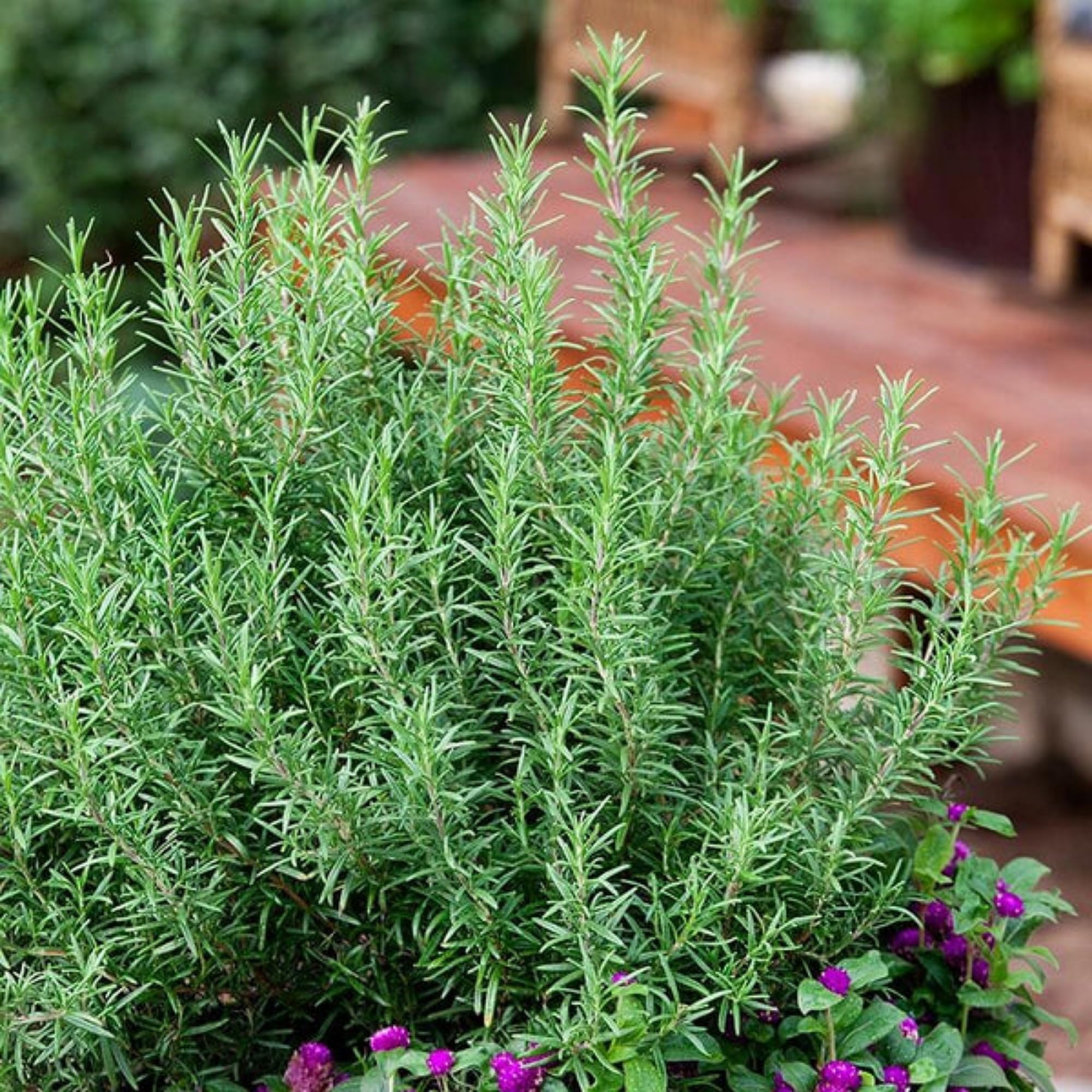Guruji Plantation Set Of 2 Green Rosemary Plant Combo Rosmarinus Officinalis Gulmehandi Indoor Rujamari Medicinal Herb Live Plant for your Home and Garden with Plastic Pot (Pack Of 2) (Green) (B0CQXTKS76) Amazon Price History, Amazon Price Tracker