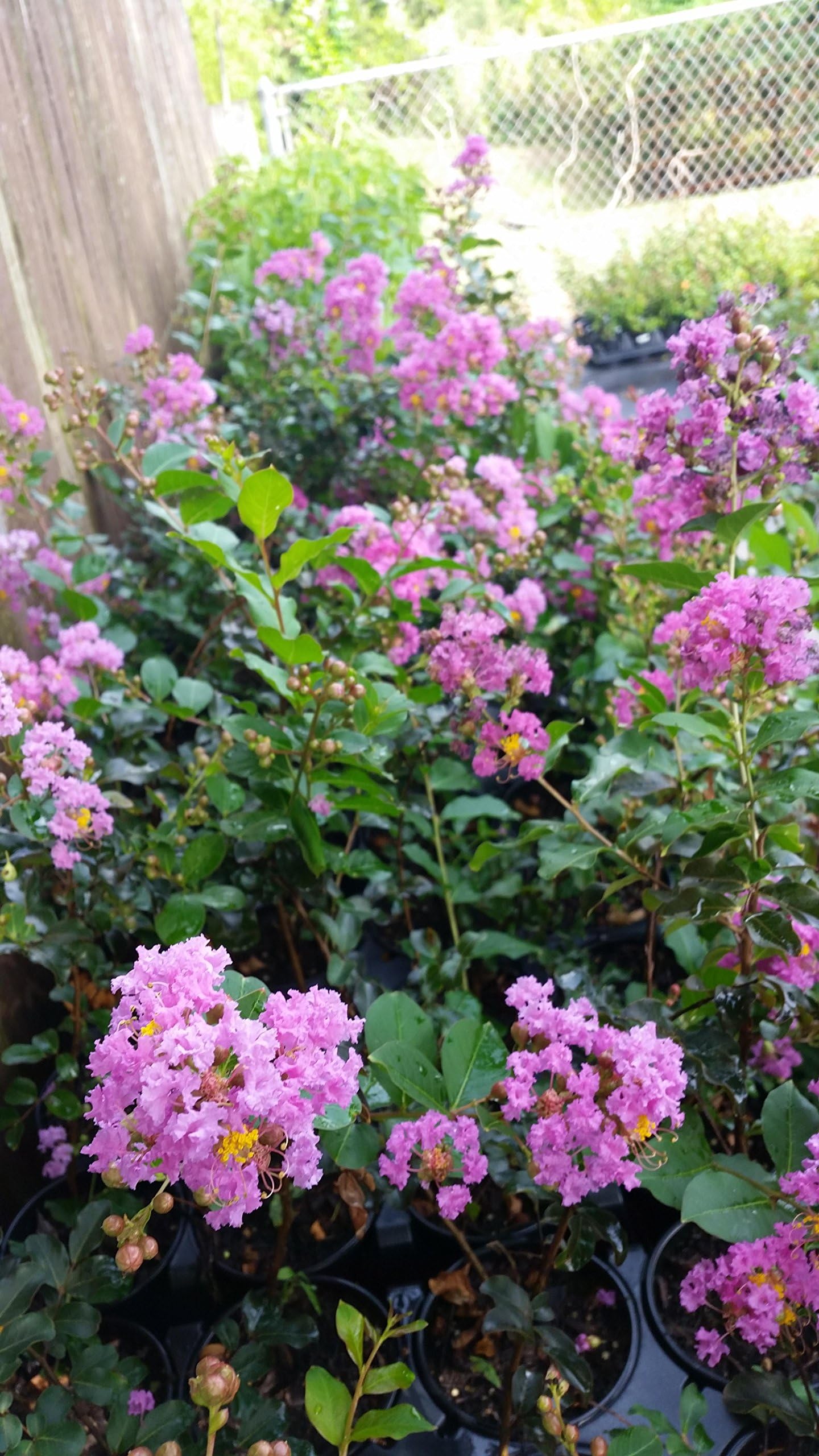 Crape Myrtle Tree - Quart Pot - Approx. 6-12 inches Tall