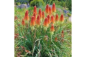 30-Count Red Hot Poker Seeds (Kniphofia) | Perennial Torch Lily for Patio, Container, and Beds