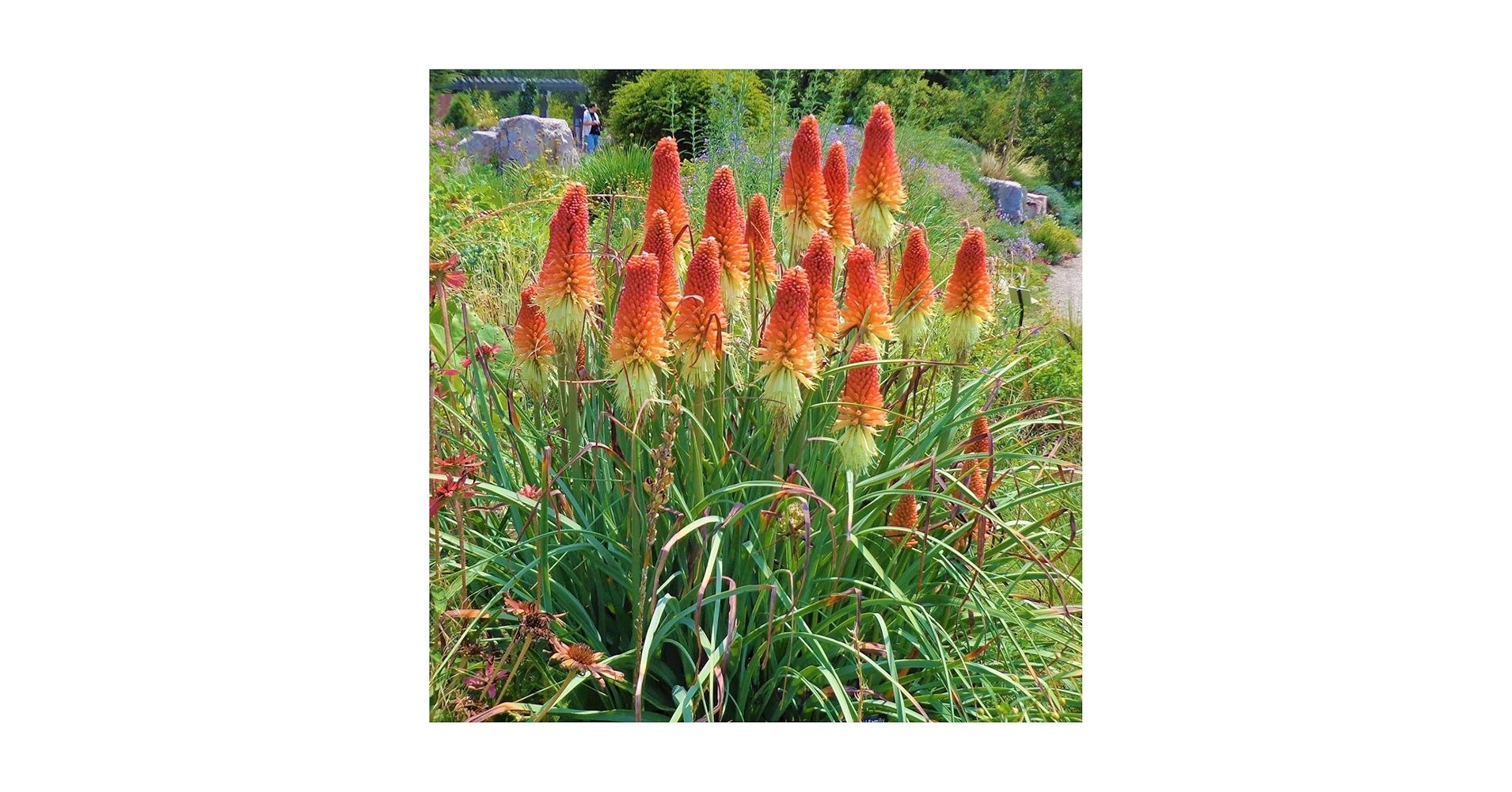 Amazon.com: YEGAOL Garden 紅色熱撲克種子火炬百合,Kniphofia