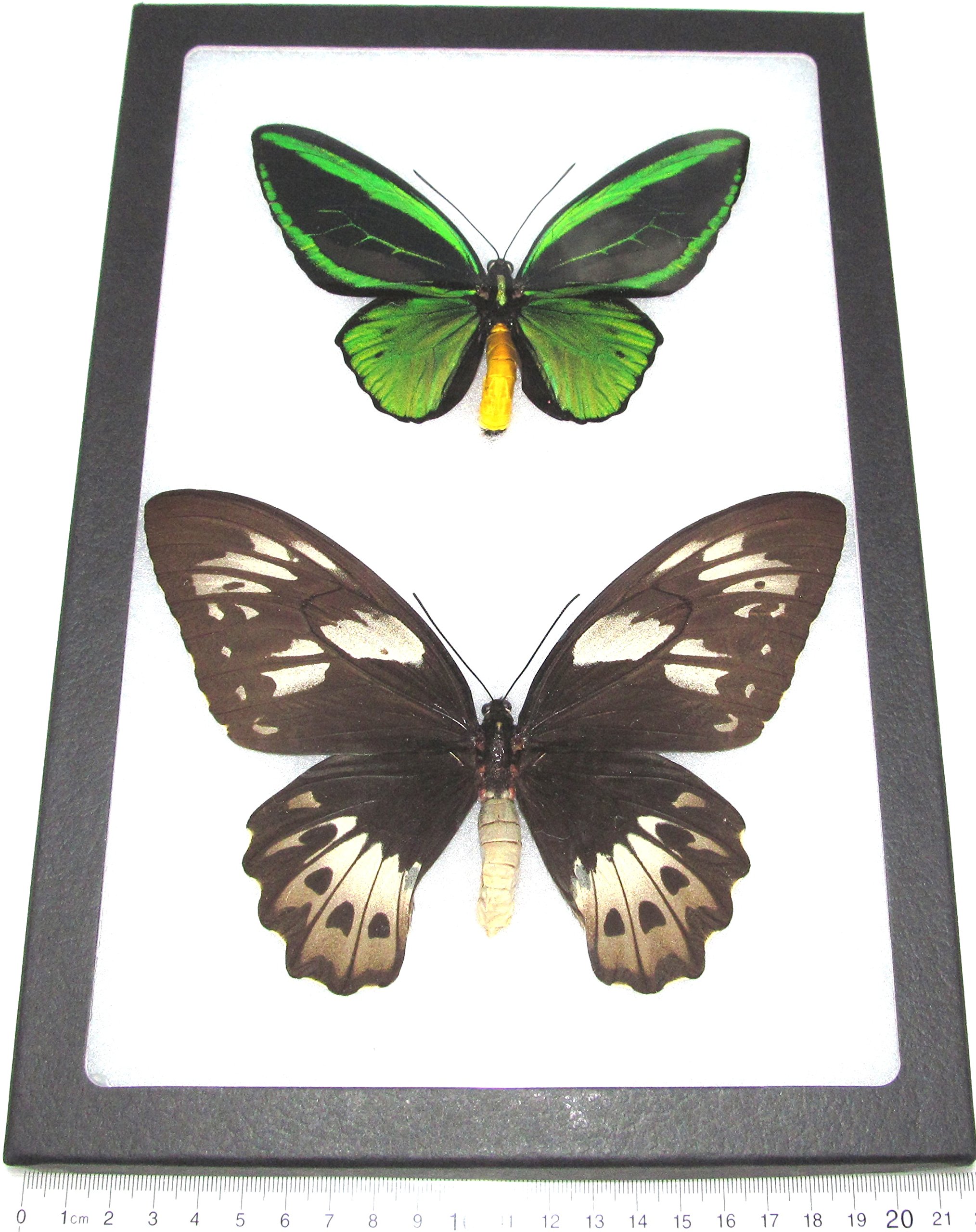 BicBugs O. priamus Poseidon Pair Male Female Real Framed Butterflies 12IN X 8IN Frame!