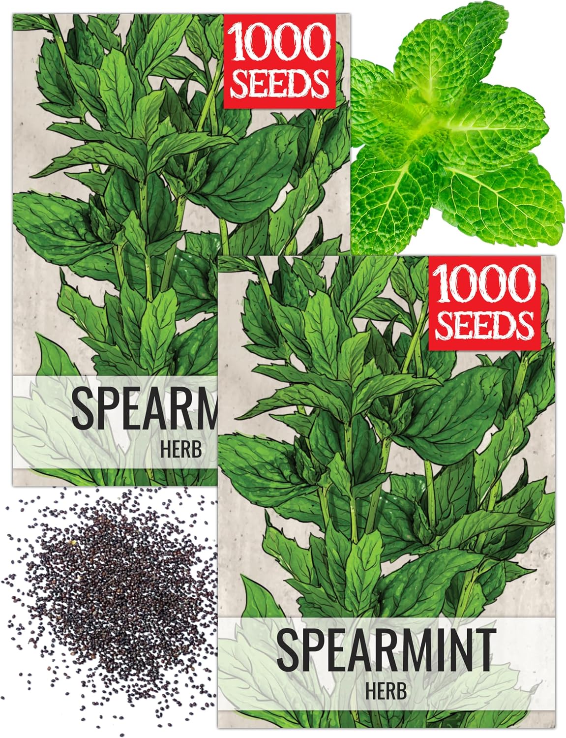 Seed Needs Spearmint Seeds to Plant Heirloom Non-GMO Mint Herbs 2 Packs