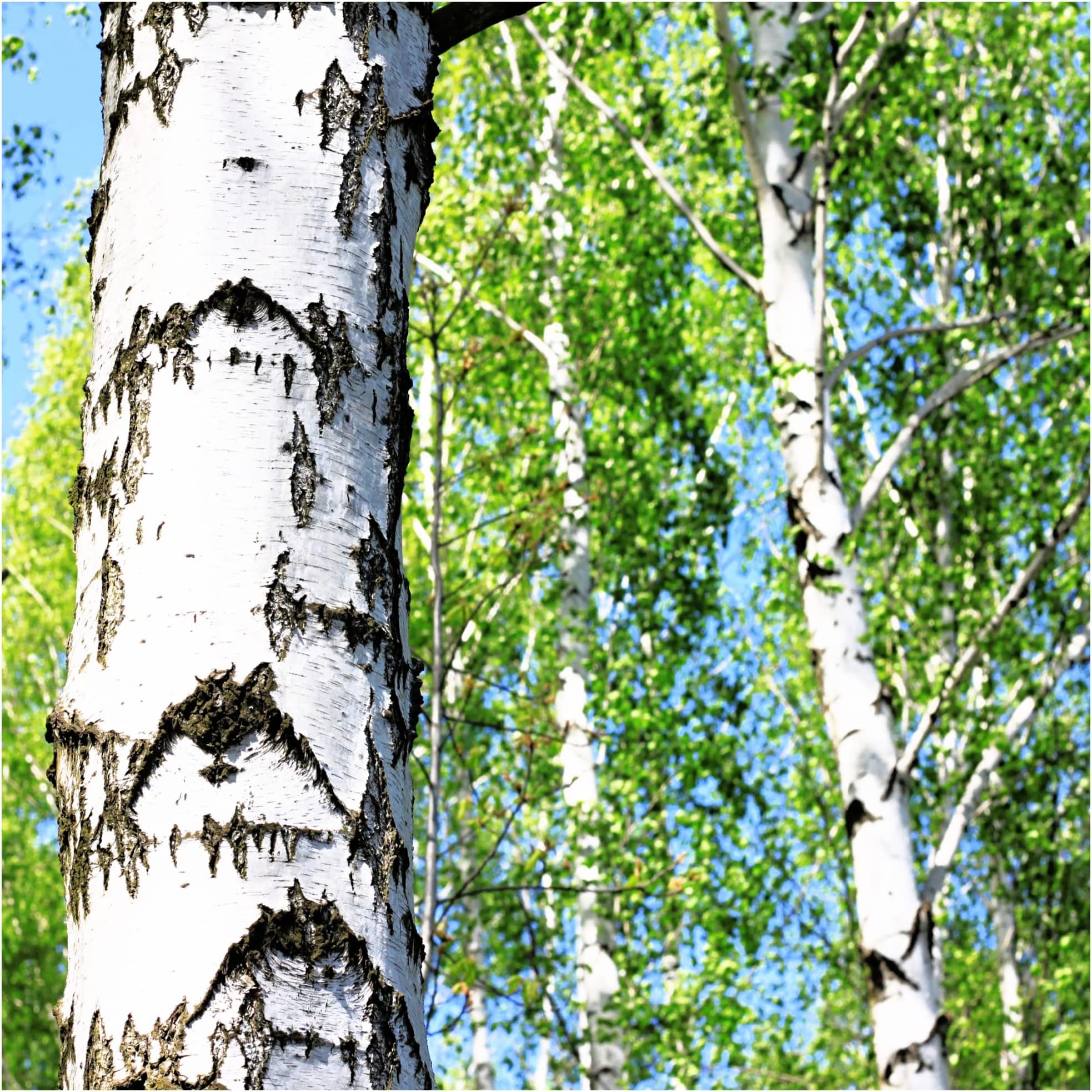 1 Silver Birch Tree 4-5ft Tall in 2L Pot, Stunning Winter Colour, Betula Pendula Plants 3fatpigs®