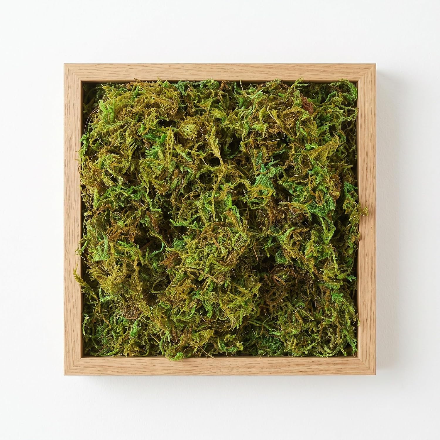 Operitacx 2 Packs Moss for Wall Decor, Botanical Display Moss, Wedding Centerpiece Decor, Tabletop Greenery Grass, Botanical Display Filler for Vase Wreath Diorama 60g/Pack
