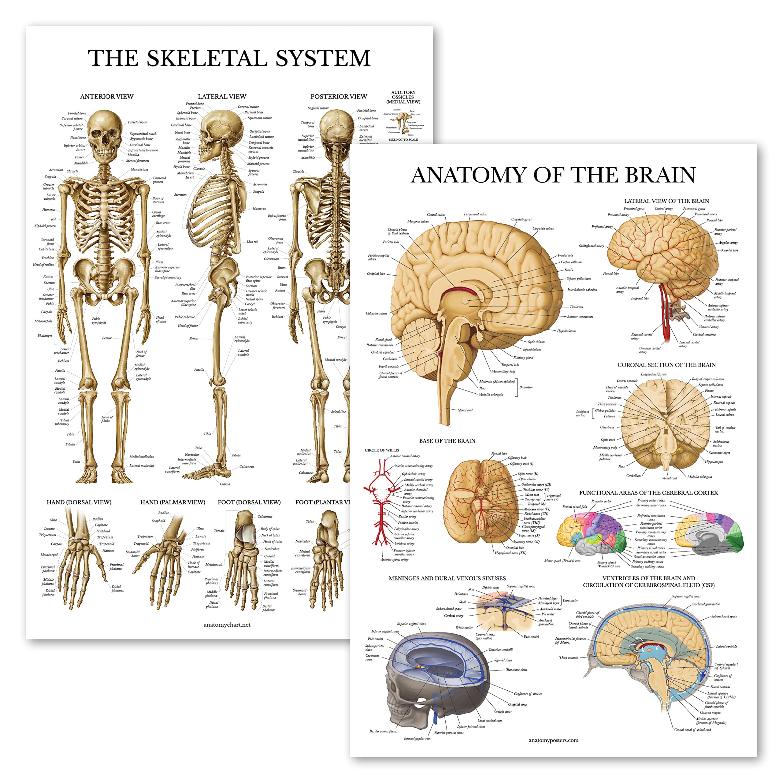 2 Pack - Skeletal System Anatomical Poster + Brain Anatomy Chart - Laminated