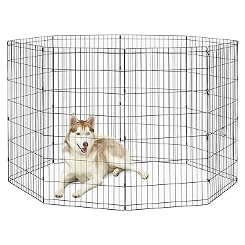 yorkie ate chocolate