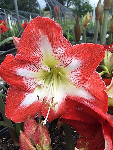 Miniatura 5 de Amaryllis Minerva - Kit de cultivo para regalo navideño. Incluye: bulbo Big Minerva, maceta y platillo de plástico y medio de cultivo profesional