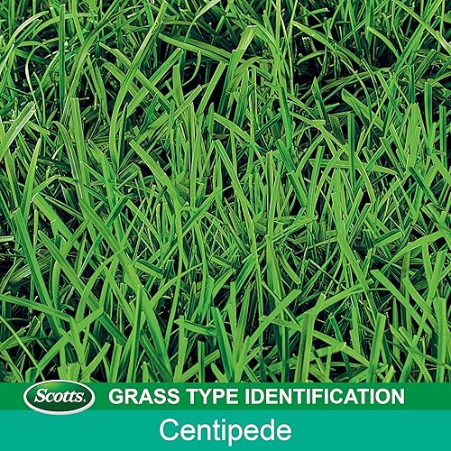 Miniatura 9 de Scotts EZ Seed Patch and Repair Centipede Grass, 3.75 lb (Paquete de 2)